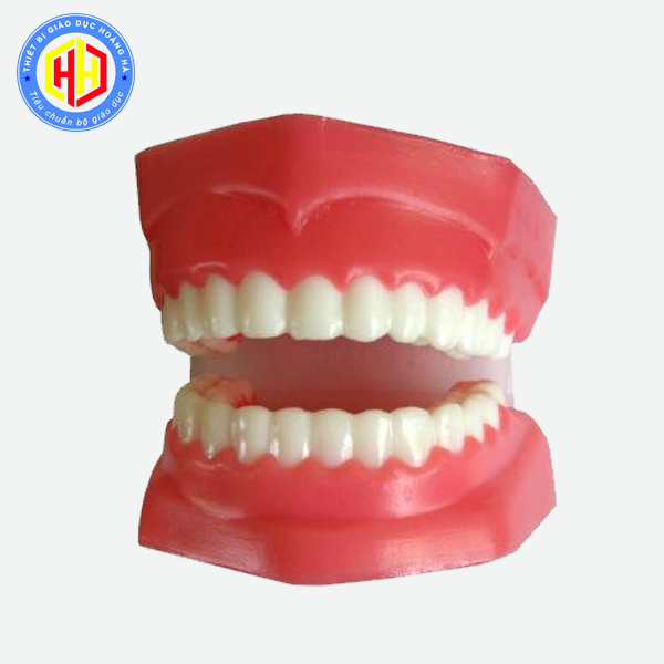 Mô hình hàm răng giả dùng dạy trẻ về hàm răng cách đánh răng  Lazadavn