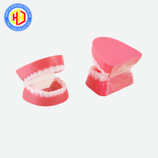 Mô hình hàm răng nha khoa